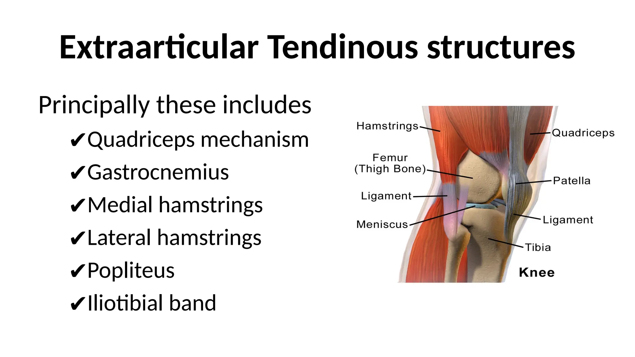 Extraarticular Tendinous structures
Principally these includes
✔Quadriceps mechanism
✔Gastrocnemius
✔Medial hamstrings
✔Lateral hamstrings
✔Popliteus
✔Iliotibial band
 
