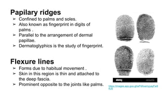 Skin and fascia General Anatomy MBBS 1st year | PPTX