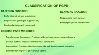 Pgpr Classification Novel combination of microbes as biofertilizers, PGPR | PPTX