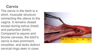Radiograpich figure of female reproductive system | PPTX