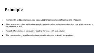 Counterstaining Comprehensive Guide to Hematoxylin and Eosin Staining in Histopathology ...