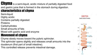 Wht Is A Chyme Comprehensive Overview of the Human Digestive System and Its Functions ...