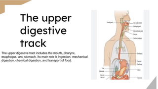 Comprehensive Overview of the Human Digestive System and Its Functions ...