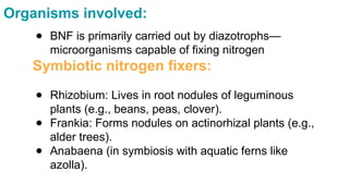 Biological Nitrogen fixation in soil...... | PPTX