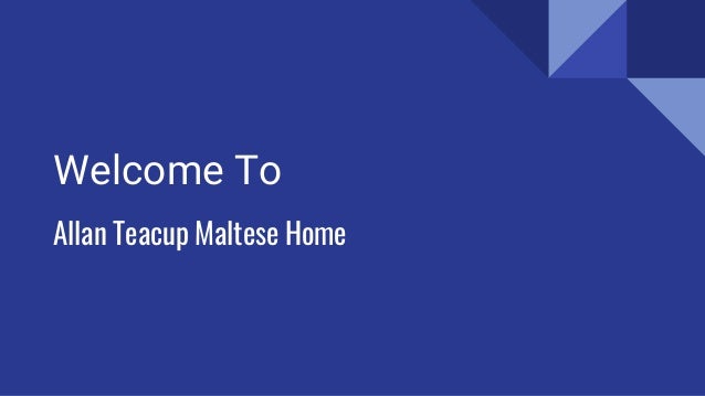 images Pictures Of Teacup Maltese Puppies find teacup maltese puppies for sale