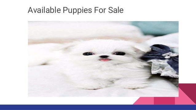 find maltese puppies