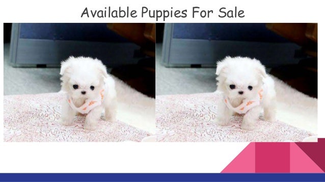 find maltese puppies