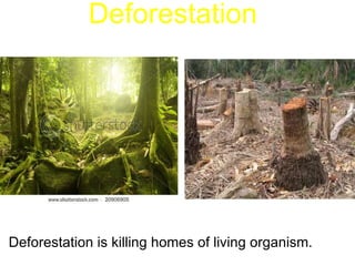 Deforestation is killing homes of living organism. Deforestation 