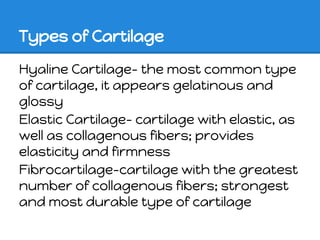 Types of Cartilage

Hyaline Cartilage- the most common type
of cartilage, it appears gelatinous and
glossy
Elastic Cartilage- cartilage with elastic, as
well as collagenous fibers; provides
elasticity and firmness
Fibrocartilage-cartilage with the greatest
number of collagenous fibers; strongest
and most durable type of cartilage
 