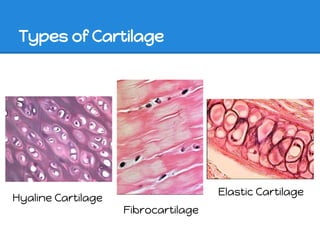 Types of Cartilage




                                     Elastic Cartilage
Hyaline Cartilage
                    Fibrocartilage
 