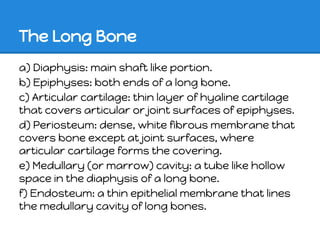 The Long Bone
a) Diaphysis: main shaft like portion.
b) Epiphyses: both ends of a long bone.
c) Articular cartilage: thin layer of hyaline cartilage
that covers articular or joint surfaces of epiphyses.
d) Periosteum: dense, white fibrous membrane that
covers bone except at joint surfaces, where
articular cartilage forms the covering.
e) Medullary (or marrow) cavity: a tube like hollow
space in the diaphysis of a long bone.
f) Endosteum: a thin epithelial membrane that lines
the medullary cavity of long bones.
 