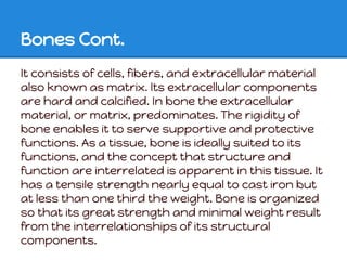 Bones Cont.
It consists of cells, fibers, and extracellular material
also known as matrix. Its extracellular components
are hard and calcified. In bone the extracellular
material, or matrix, predominates. The rigidity of
bone enables it to serve supportive and protective
functions. As a tissue, bone is ideally suited to its
functions, and the concept that structure and
function are interrelated is apparent in this tissue. It
has a tensile strength nearly equal to cast iron but
at less than one third the weight. Bone is organized
so that its great strength and minimal weight result
from the interrelationships of its structural
components.
 