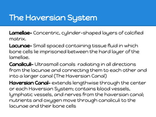 The Haversian System
Lamellae- Concentric, cylinder-shaped layers of calcified
matrix.
Lacunae- Small spaced containing tissue fluid in which
bone cells lie imprisoned between the hard layer of the
lamellae.
Canaliculi- Ultrasmall canals radiating in all directions
from the lacunae and connecting them to each other and
into a larger canal (The Haversian Canal)
Haversian Canal- extends lengthwise through the center
or each Haversian System; contains blood vessels,
lymphatic vessels, and nerves from the haversian canal;
nutrients and oxygen move through canaliculi to the
lacunae and their bone cells
 