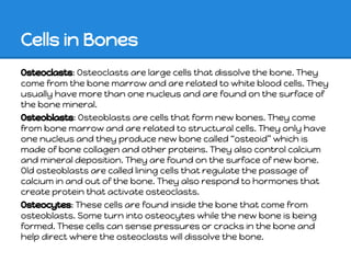 Cells in Bones
Osteoclasts: Osteoclasts are large cells that dissolve the bone. They
come from the bone marrow and are related to white blood cells. They
usually have more than one nucleus and are found on the surface of
the bone mineral.
Osteoblasts: Osteoblasts are cells that form new bones. They come
from bone marrow and are related to structural cells. They only have
one nucleus and they produce new bone called “osteoid” which is
made of bone collagen and other proteins. They also control calcium
and mineral deposition. They are found on the surface of new bone.
Old osteoblasts are called lining cells that regulate the passage of
calcium in and out of the bone. They also respond to hormones that
create protein that activate osteoclasts.
Osteocytes: These cells are found inside the bone that come from
osteoblasts. Some turn into osteocytes while the new bone is being
formed. These cells can sense pressures or cracks in the bone and
help direct where the osteoclasts will dissolve the bone.
 