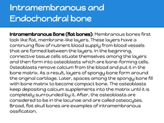 Intramembranous and
Endochondral bone
Intramembranous Bone (flat bones): Membranous bones first
look like flat, membrane-like layers. These layers have a
continuing flow of nutrient blood supply from blood vessels
that are formed between the layers. In the beginning,
connective tissue cells situate themselves among the layers
and then form into osteoblasts which are bone-forming cells.
Osteoblasts remove calcium from the blood and put it in the
bone matrix. As a result, layers of spongy bone form around
the original cartilage. Later, spaces among the spongy bone fill
with bone matrix to become compact bone. The osteoblasts
keep depositing calcium supplements into the matrix until it is
completely surrounded by it. After, the osteoblasts are
considered to be in the lacunae and are called osteocytes.
Broad, flat skull bones are examples of intramembranous
ossification.
 