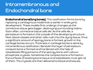 Intramembranous and
Endochondral bone
Endochondral bone(long bones). This ossification forms bone by
replacing a cartilaginous model that is earlier in embryonic
development. These models first undergo changes as the
connective tissue gets bigger, destroying surrounding matrix.
Soon after, connective tissue cells die. As the cells die, a
periosteum is formed on the outside of the developing structure.
Next, blood vessels and other cells rush into the dying tissue. Once
a significant amount of spongy bone is formed, growth in the
cartilage bones occurs. Thickness in cartilage bones is done by
intramembrous ossification. Beneath the layer of periosteum,
compact bone is formed and hardened with the help of
osteoblasts filling portions of the spongy bone with calcium
phosphate crystals. Sometimes the compact bone is formed on
the surfaces of existing bone tissue and osteoblasts must get rid
of them. The crystals are then delivered to blood and tissues.
 