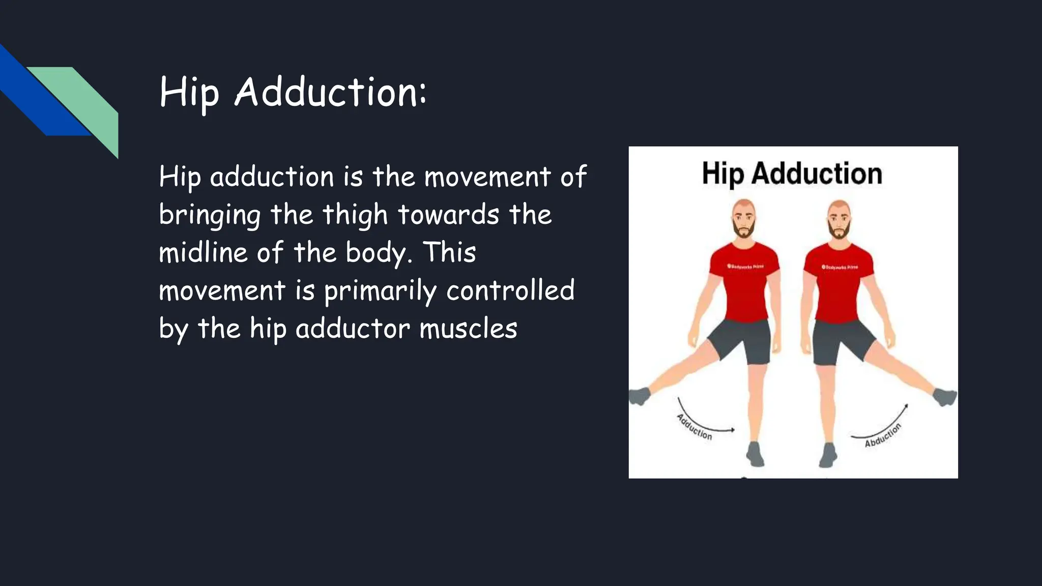 Hip abductors lower limb anatomy......... PPT