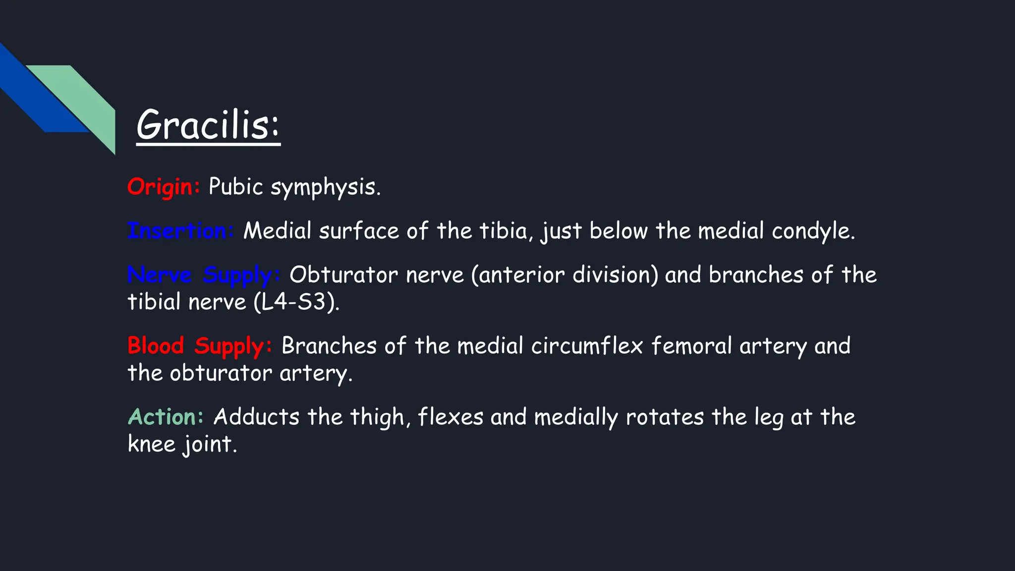 Hip abductors lower limb anatomy......... PPT