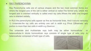 ● RAY PARENCHYMA
Ray Parenchyma cells are of various shapes and the two most common forms are
where the longest axis of the cell is either vertical or radial.The former one, where the
longest axis is oriented vertically is called erect ray cells.Where the latter one longest
axis is oriented radially.
In RLS the parenchyma cells appear as fine as horizontal lines. And it occurs variously
1) Uniseriate:the ray cells are entirely one cell in width e.g Pinus 2)Biseriate: any
portion is more than two cells in width e.g Quercus
The uniseriate and multiseriate rays both may be either homocellular or
heterocellular.In dicots homocellular rays consists of single type of cells only .In
heterocellular composed of both type of cells.
21
 