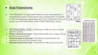 ● Axial Parenchyma
● The distribution of axial parenchyma is very characteristic in
dicotyledons wood. Parenchyma may independent of vessels
or they are distinctly associated with them.These two forms are
known as APOTRACHEAL AND PARATRACHEAL forms.
● APOTRACHEAL TYPE:- Parenchyma cells are not in contact
with the vessels.
● Diffuse Apotracheal type:- Parenchyma cells occur singly among
the fibres and tracheids.
● Terminal Apotracheal type:-The bands of parenchyma are
confined to the end of the growth rings.
● Banded Apotracheal type:- Parenchyma cells occurs in bands
22
 