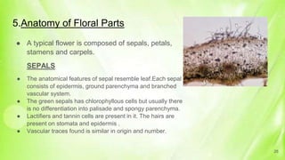 5.Anatomy of Floral Parts
● A typical flower is composed of sepals, petals,
stamens and carpels.
SEPALS
● The anatomical features of sepal resemble leaf.Each sepal
consists of epidermis, ground parenchyma and branched
vascular system.
● The green sepals has chlorophyllous cells but usually there
is no differentiation into palisade and spongy parenchyma.
● Lactifiers and tannin cells are present in it. The hairs are
present on stomata and epidermis .
● Vascular traces found is similar in origin and number.
26
 