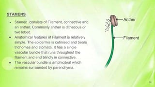 STAMENS
● Stamen consists of Filament, connective and
an anther. Commonly anther is dithecous or
two lobed.
● Anatomical features of Filament is relatively
simple. The epidermis is cutinised and bears
trichomes and stomata. It has a single
vascular bundle that runs throughout the
filament and end blindly in connective.
● The vascular bundle is amphicibral which
remains surrounded by parenchyma.
28
 