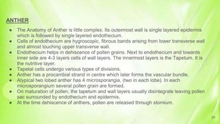 ANTHER
● The Anatomy of Anther is little complex. Its outermost wall is single layered epidermis
which is followed by single layered endothecium.
● Cells of endothecium are hygroscopic, fibrous bands arising from lower transverse wall
and almost touching upper transverse wall.
● Endothecium helps in dehiscence of pollen grains. Next to endothecium and towards
inner side are 4-3 layers cells of wall layers. The innermost layers is the Tapetum. It is
the nutritive layer.
● Tapetal cells undergo various types of divisions.
● Anther has a procambial strand in centre which later forms the vascular bundle.
● Atypical two lobed anther has 4 microsporangia, (two in each lobe). In each
microsporangium several pollen grain are formed.
● On maturation of pollen, the tapetum and wall layers usually disintegrate leaving pollen
sac surrounded by endothecium and epidermis.
● At the time dehiscence of anthers, pollen are released through stomium.
29
 
