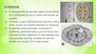 GYNOECIUM
● It represent the female sex organs of the flower.
It is constituted by one or more units known as
carpels.
● Of these, ovary is the important structure within
which ovules are present attached on placenta.
● In general, ovary and style composed of
epidermis, parenchymatous ground tissue and
vascular bundle. Epidermis is cuticularised and
may possess stomata. Number of vascular
bundle are usually 3-5 in each carpel.
31
 