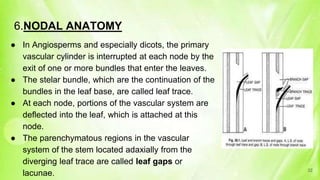 6.NODAL ANATOMY
● In Angiosperms and especially dicots, the primary
vascular cylinder is interrupted at each node by the
exit of one or more bundles that enter the leaves.
● The stelar bundle, which are the continuation of the
bundles in the leaf base, are called leaf trace.
● At each node, portions of the vascular system are
deflected into the leaf, which is attached at this
node.
● The parenchymatous regions in the vascular
system of the stem located adaxially from the
diverging leaf trace are called leaf gaps or
lacunae. 32
 