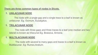 There are three common types of nodes in Dicots.
1. UNILACUNAR NODE
The node with a single gap and a single trace to a leaf is known as
unilacunar. Eg. Ocimum, Eucalyptus.
1. TRILACUNAR NODE
The node with three gaps and three traces to a leaf (one median and two
lateral) is known as trilacunar.Eg. Brassica, Annona.
1. MULTILACUNAR NODE
The node with several to many gaps and traces to a leaf is known as
Multilacunar. Eg: Rumex,Aralium.
33
 