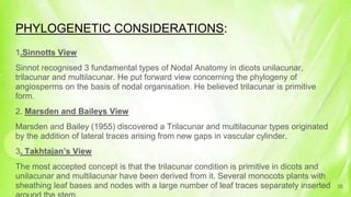 PHYLOGENETIC CONSIDERATIONS:
1.Sinnotts View
Sinnot recognised 3 fundamental types of Nodal Anatomy in dicots unilacunar,
trilacunar and multilacunar. He put forward view concerning the phylogeny of
angiosperms on the basis of nodal organisation. He believed trilacunar is primitive
form.
2. Marsden and Baileys View
Marsden and Bailey (1955) discovered a Trilacunar and multilacunar types originated
by the addition of lateral traces arising from new gaps in vascular cylinder.
3. Takhtajan’s View
The most accepted concept is that the trilacunar condition is primitive in dicots and
unilacunar and multilacunar have been derived from it. Several monocots plants with
sheathing leaf bases and nodes with a large number of leaf traces separately inserted 35
 