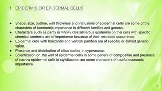 1. EPIDERMIS OR EPIDERMAL CELLS
● Shape, size, outline, wall thickness and inclusions of epidermal cells are some of the
characters of taxonomic importance in different families and genera.
● Characters such as partly or wholly crystalliferous epidermis on the cells with specific
chemical contents are of importance because of their restricted occurrence.
● Epidermal cells with horizontal and vertical partition are of specific or almost generic
value.
● Presence and distribution of silica bodies in cyperaceae.
● Sclerification on the wall of epidermal cells in some genera of compositae and presence
of narrow epidermal cells in stylidiaceae are some characters of useful economic
importance.
5
 