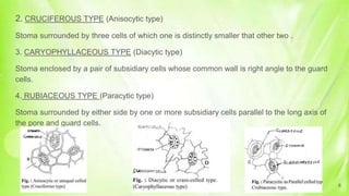 2. CRUCIFEROUS TYPE (Anisocytic type)
Stoma surrounded by three cells of which one is distinctly smaller that other two .
3. CARYOPHYLLACEOUS TYPE (Diacytic type)
Stoma enclosed by a pair of subsidiary cells whose common wall is right angle to the guard
cells.
4. RUBIACEOUS TYPE (Paracytic type)
Stoma surrounded by either side by one or more subsidiary cells parallel to the long axis of
the pore and guard cells.
8
 