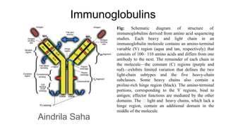 Immunoglobulins
Aindrila Saha
Fig: Schematic diagram of structure of
immunoglobulins derived from amino acid sequencing
studies. Each heavy and light chain in an
immunoglobulin molecule contains an amino-terminal
variable (V) region (aqua and tan, respectively) that
consists of 100– 110 amino acids and differs from one
antibody to the next. The remainder of each chain in
the molecule—the constant (C) regions (purple and
red)—exhibits limited variation that defines the two
light-chain subtypes and the five heavy-chain
subclasses. Some heavy chains also contain a
proline-rich hinge region (black). The amino-terminal
portions, corresponding to the V regions, bind to
antigen; effector functions are mediated by the other
domains. The light and heavy chains, which lack a
hinge region, contain an additional domain in the
middle of the molecule.
 