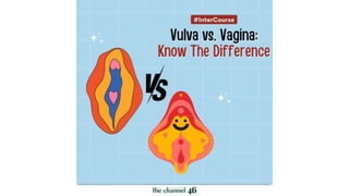 Vulva vs. Vagina: Know The Difference