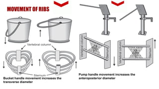 Bucket Handle Devascularization Mechanics of breathing by Dr K Ambareesha | PPTX