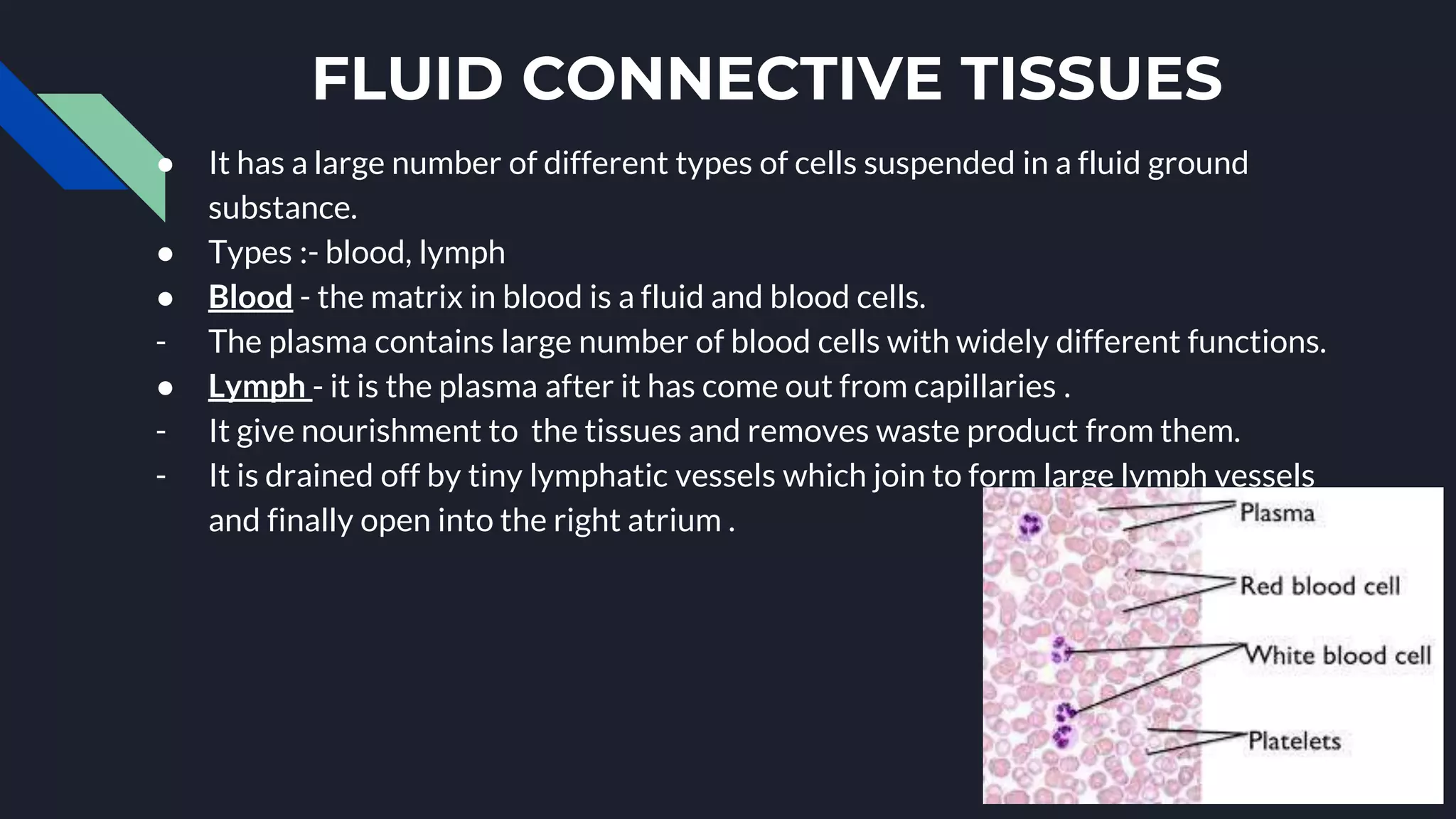 FLUID CONNECTIVE TISSUES
● It has a large number of different types of cells suspended in a fluid ground
substance.
● Types :- blood, lymph
● Blood - the matrix in blood is a fluid and blood cells.
- The plasma contains large number of blood cells with widely different functions.
● Lymph - it is the plasma after it has come out from capillaries .
- It give nourishment to the tissues and removes waste product from them.
- It is drained off by tiny lymphatic vessels which join to form large lymph vessels
and finally open into the right atrium .
 