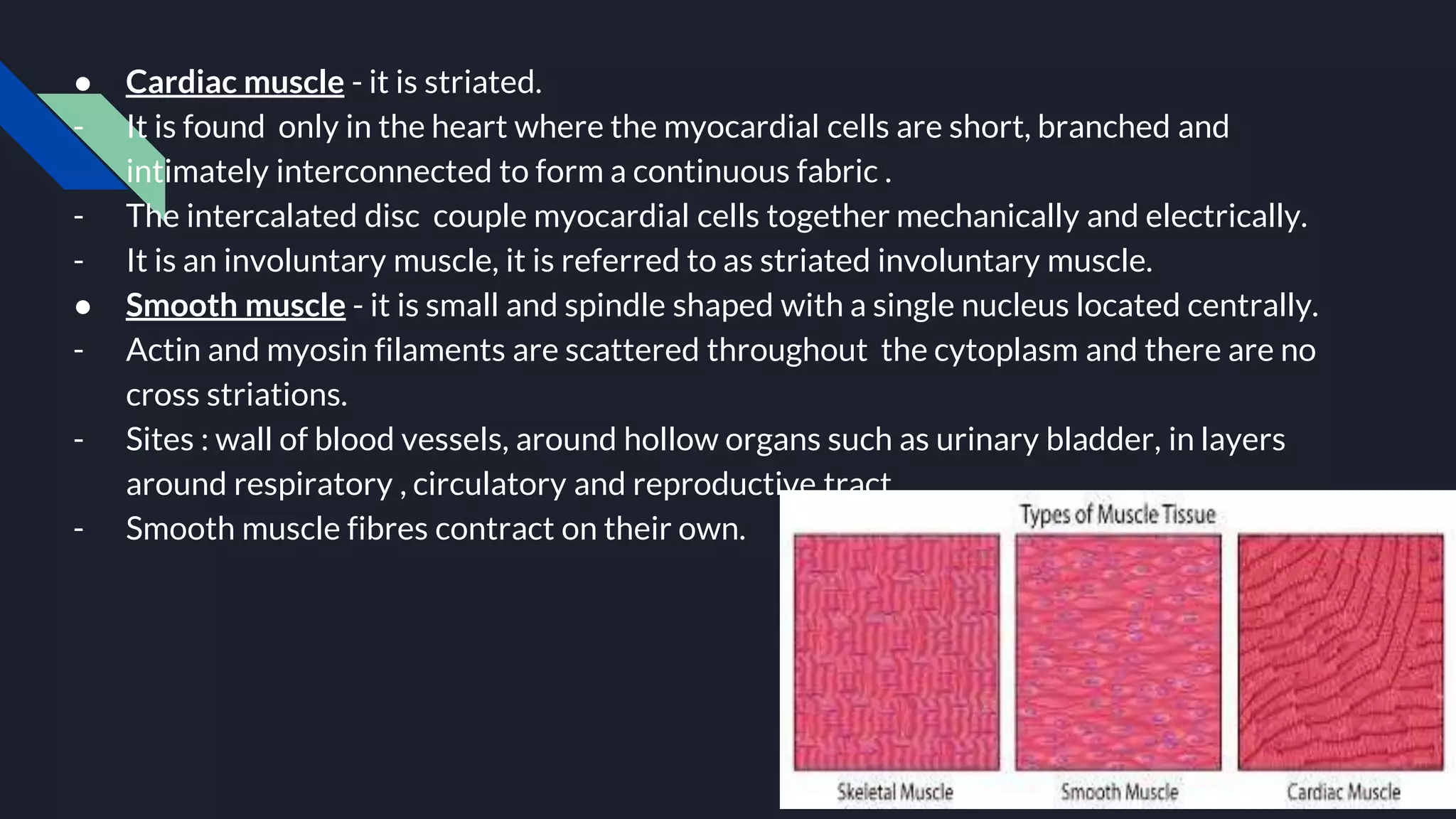 ● Cardiac muscle - it is striated.
- It is found only in the heart where the myocardial cells are short, branched and
intimately interconnected to form a continuous fabric .
- The intercalated disc couple myocardial cells together mechanically and electrically.
- It is an involuntary muscle, it is referred to as striated involuntary muscle.
● Smooth muscle - it is small and spindle shaped with a single nucleus located centrally.
- Actin and myosin filaments are scattered throughout the cytoplasm and there are no
cross striations.
- Sites : wall of blood vessels, around hollow organs such as urinary bladder, in layers
around respiratory , circulatory and reproductive tract.
- Smooth muscle fibres contract on their own.
 