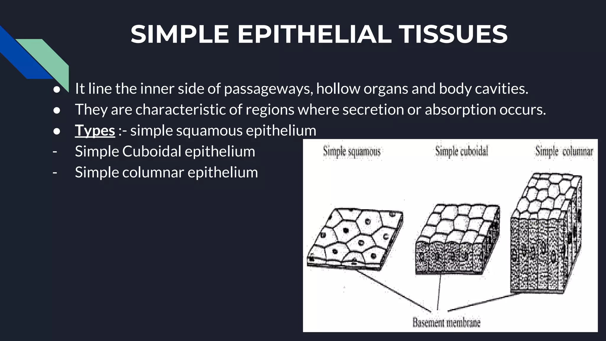 SIMPLE EPITHELIAL TISSUES
● It line the inner side of passageways, hollow organs and body cavities.
● They are characteristic of regions where secretion or absorption occurs.
● Types :- simple squamous epithelium
- Simple Cuboidal epithelium
- Simple columnar epithelium
 