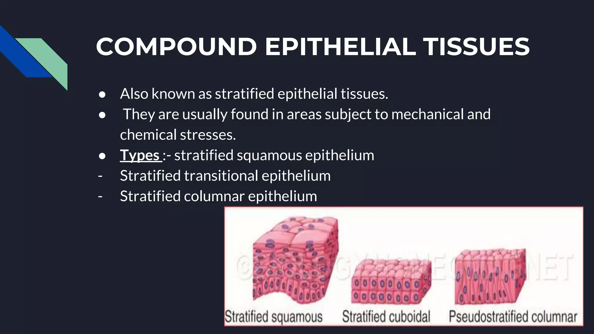 COMPOUND EPITHELIAL TISSUES
● Also known as stratified epithelial tissues.
● They are usually found in areas subject to mechanical and
chemical stresses.
● Types :- stratified squamous epithelium
- Stratified transitional epithelium
- Stratified columnar epithelium
 