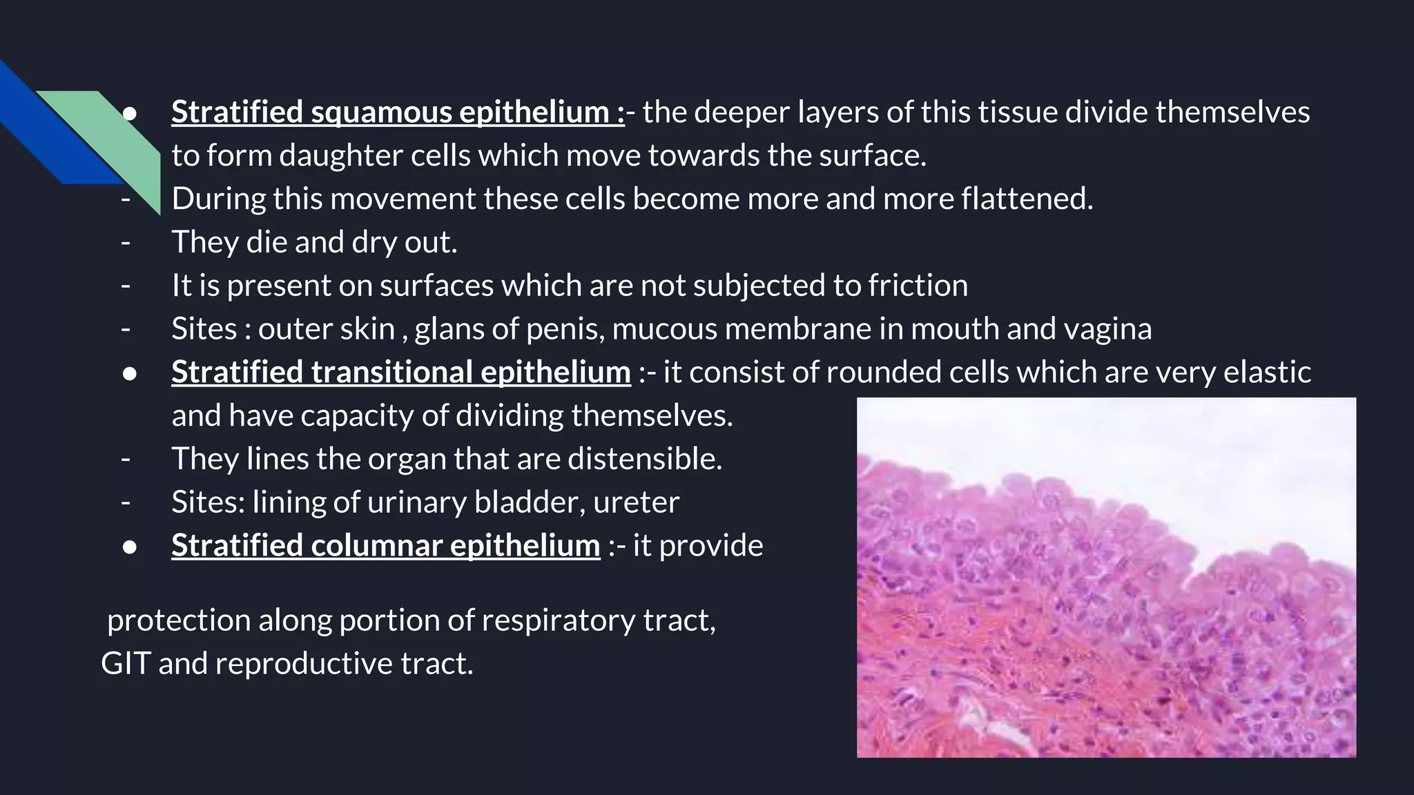 ● Stratified squamous epithelium :- the deeper layers of this tissue divide themselves
to form daughter cells which move towards the surface.
- During this movement these cells become more and more flattened.
- They die and dry out.
- It is present on surfaces which are not subjected to friction
- Sites : outer skin , glans of penis, mucous membrane in mouth and vagina
● Stratified transitional epithelium :- it consist of rounded cells which are very elastic
and have capacity of dividing themselves.
- They lines the organ that are distensible.
- Sites: lining of urinary bladder, ureter
● Stratified columnar epithelium :- it provide
protection along portion of respiratory tract,
GIT and reproductive tract.
 