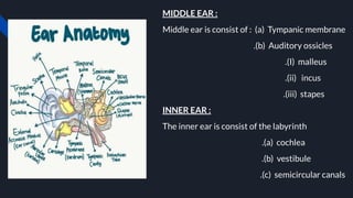 MIDDLE EAR :
Middle ear is consist of : (a) Tympanic membrane
.(b) Auditory ossicles
.(I) malleus
.(ii) incus
.(iii) stapes
INNER EAR :
The inner ear is consist of the labyrinth
.(a) cochlea
.(b) vestibule
.(c) semicircular canals
 