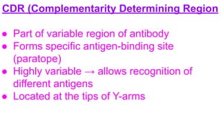 Cd R Variable Region Comprehensive Overview of Immunoglobulins: Structure, Types, and ...