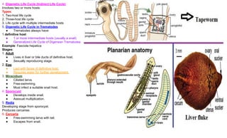 M.Sc. Nonchordates Complete Syllabus PPT | All Important Topics Covered ...