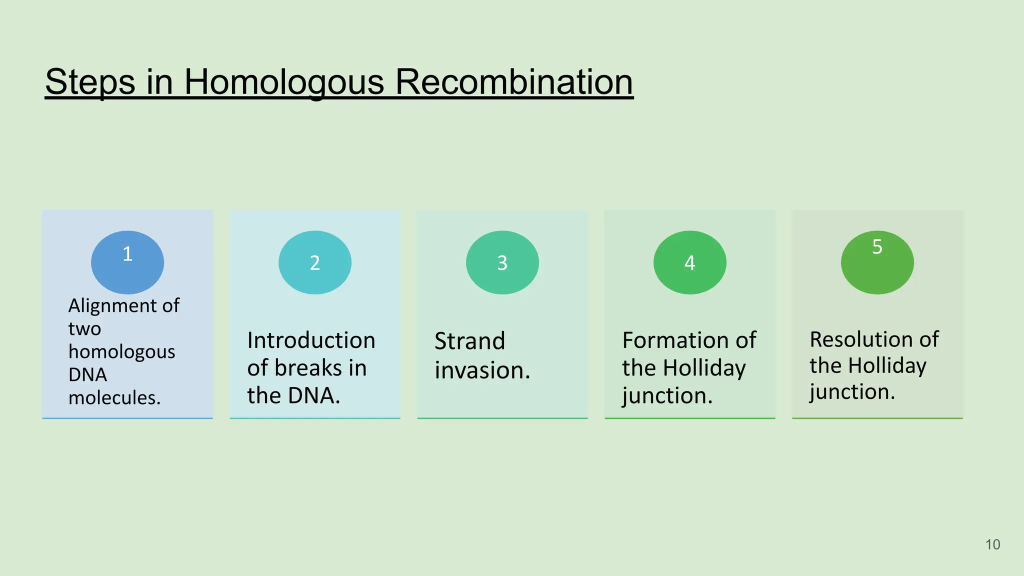 Steps in Homologous Recombination
Alignment of
two
homologous
DNA
molecules.
1
Introduction
of breaks in
the DNA.
2
Strand
invasion.
3
Formation of
the Holliday
junction.
4
Resolution of
the Holliday
junction.
5
10
 