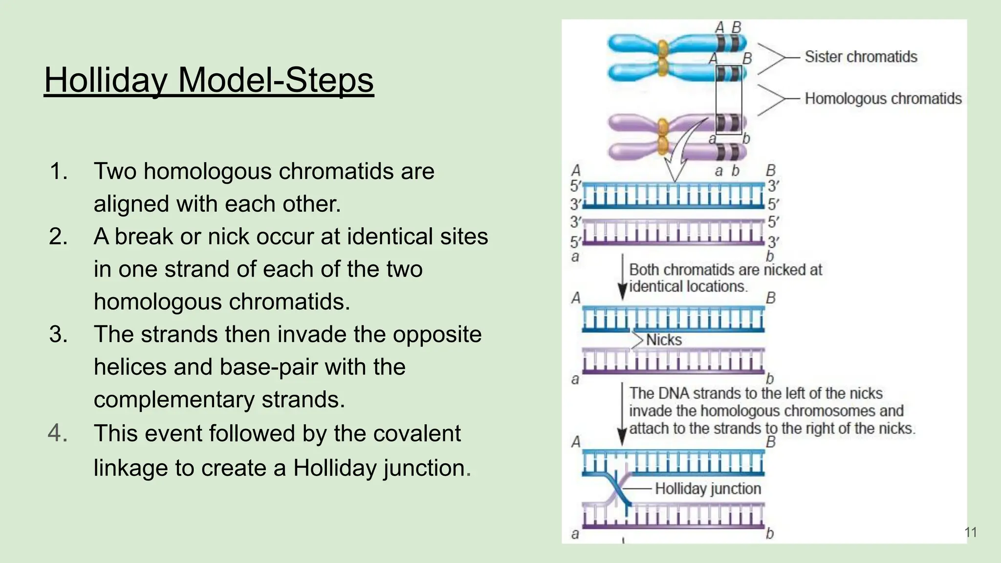 Holliday Model-Steps
1. Two homologous chromatids are
aligned with each other.
2. A break or nick occur at identical sites
in one strand of each of the two
homologous chromatids.
3. The strands then invade the opposite
helices and base-pair with the
complementary strands.
4. This event followed by the covalent
linkage to create a Holliday junction.
11
 