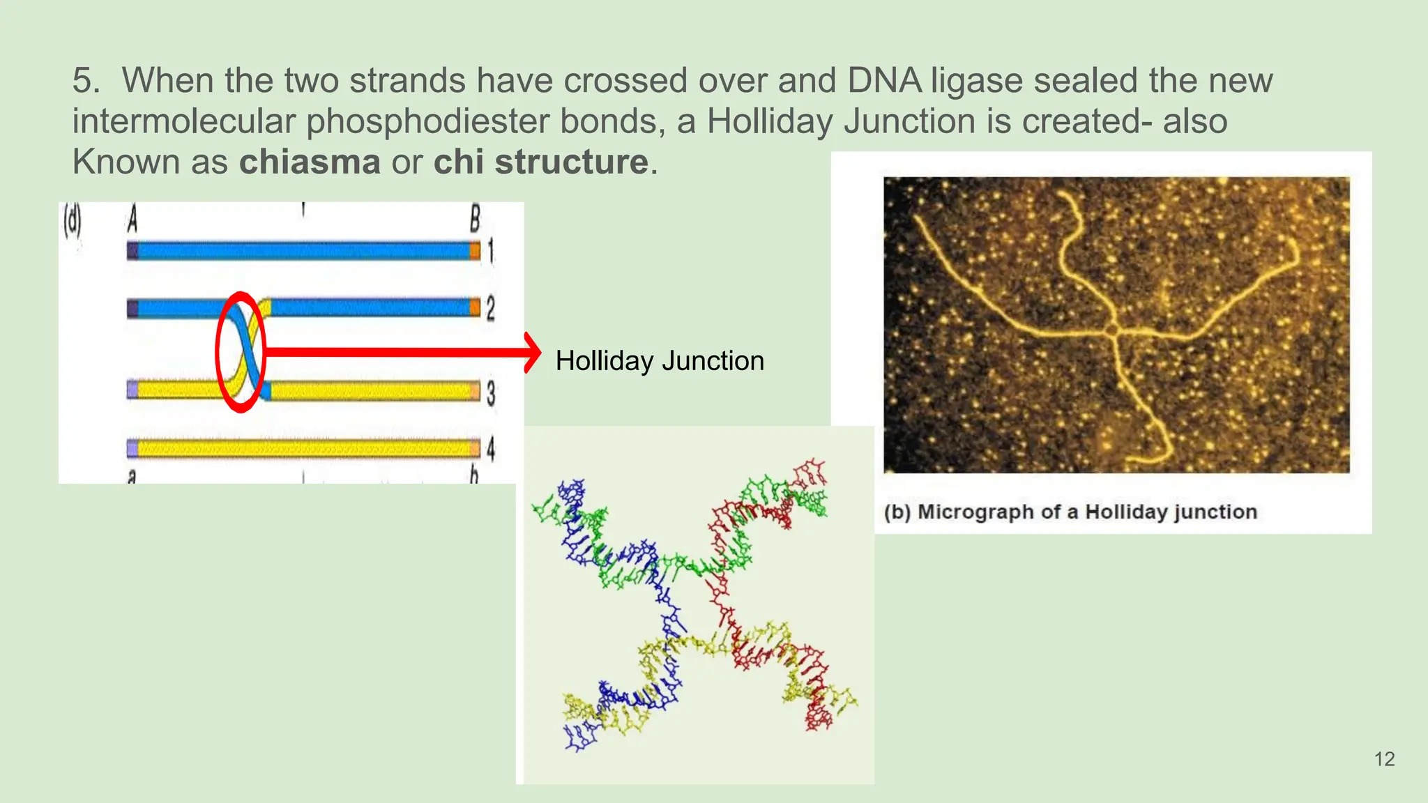 5. When the two strands have crossed over and DNA ligase sealed the new
intermolecular phosphodiester bonds, a Holliday Junction is created- also
Known as chiasma or chi structure.
Holliday Junction
12
 