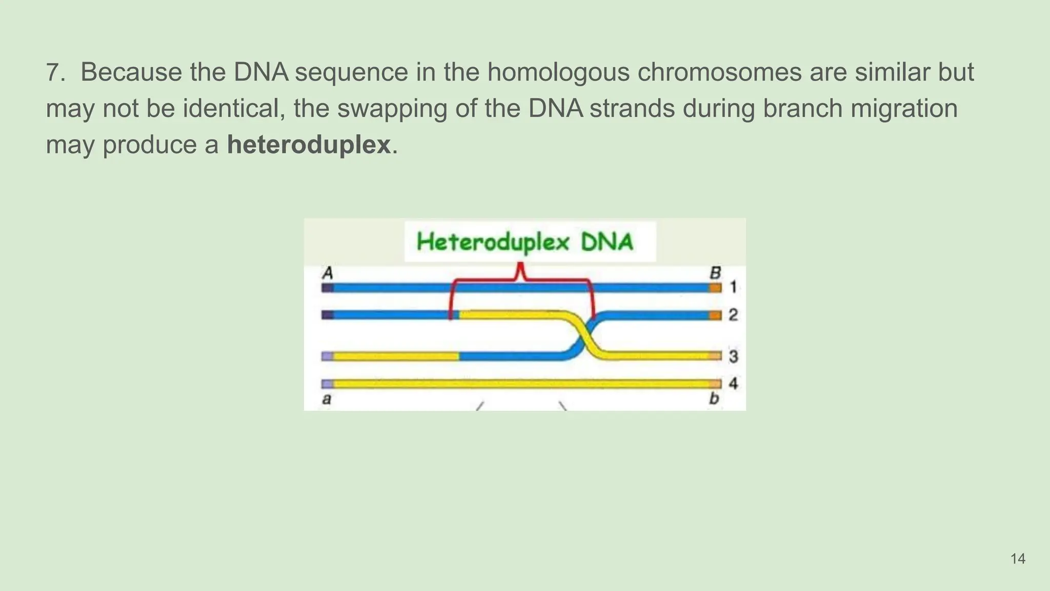 7. Because the DNA sequence in the homologous chromosomes are similar but
may not be identical, the swapping of the DNA strands during branch migration
may produce a heteroduplex.
14
 
