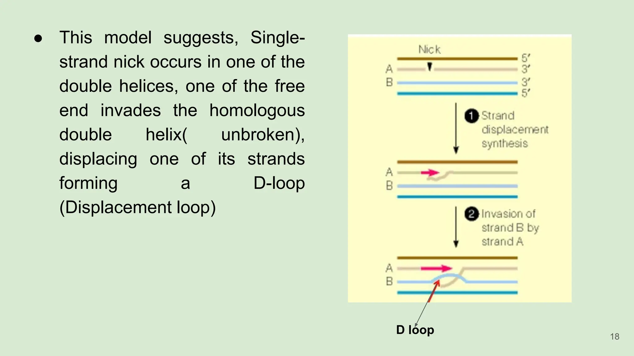 ● This model suggests, Single-
strand nick occurs in one of the
double helices, one of the free
end invades the homologous
double helix( unbroken),
displacing one of its strands
forming a D-loop
(Displacement loop)
D loop 18
 