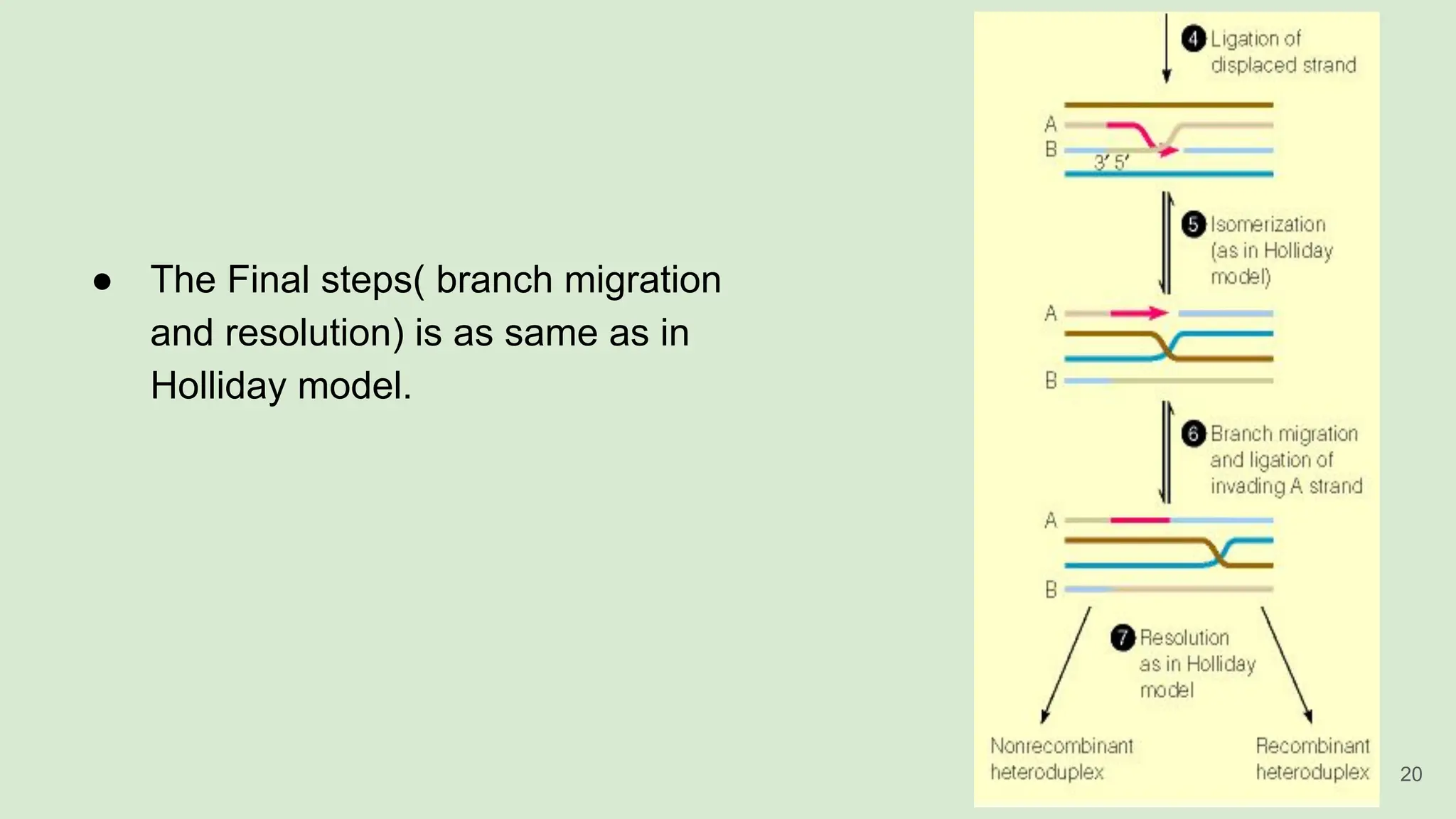 ● The Final steps( branch migration
and resolution) is as same as in
Holliday model.
20
 